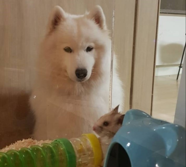 뽀솜이 이미지