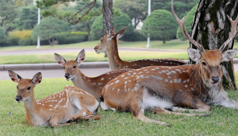 본인이 먹어본 특이한 육류음식은? | 인스티즈