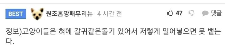 고양이 약 먹이기 .gif | 인스티즈