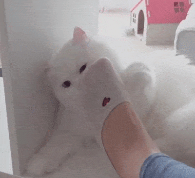 고양이들은 발을 좋아할까? | 인스티즈