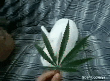 대마의 위험성.gif | 인스티즈