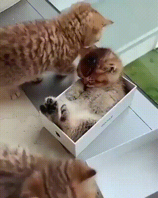 박스는 역시 아이폰.gif | 인스티즈