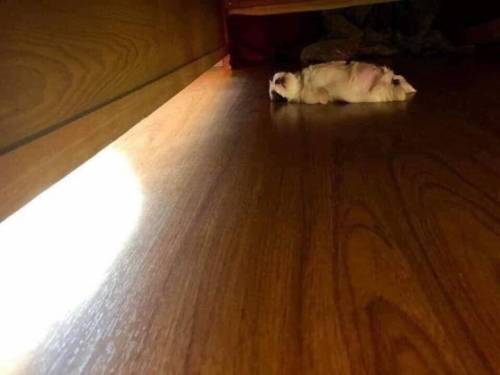 꿀잠 자는 멍멍이.jpg | 인스티즈