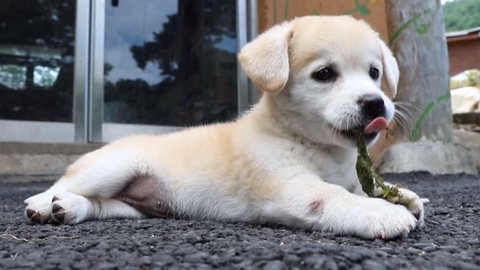 진정한 국민강아지는? 1박2일 상근이 vs 짱절미 | 인스티즈