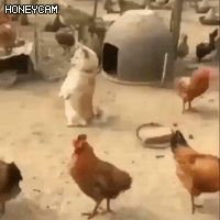 닭과 같이 키운 댕댕이.gif | 인스티즈