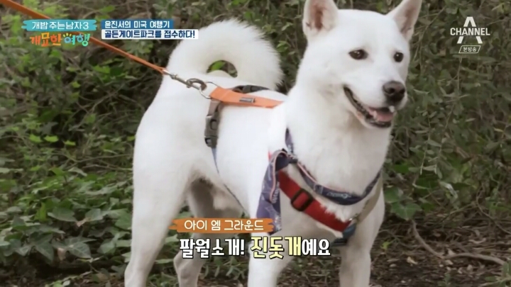 미국여행 간 진돗개의 인기.jpg | 인스티즈