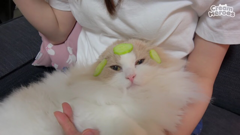 고양이들 오이반응.jpg | 인스티즈