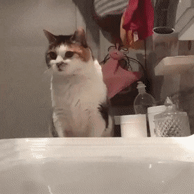 고양이를 안좋아 하는데도 소장하고 있는 고양이 짤들 | 인스티즈