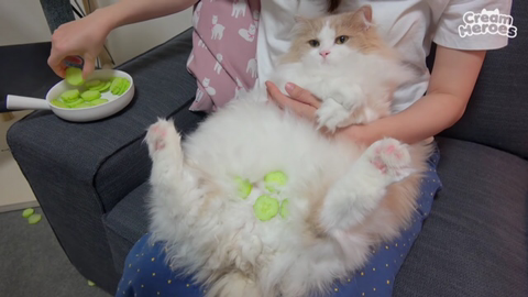 고양이들 오이반응.jpg | 인스티즈