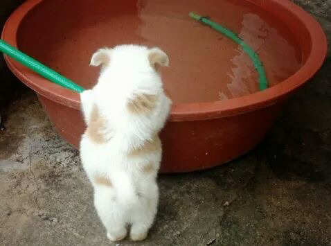 귀여운 강아지들 ㅎㅎ | 인스티즈