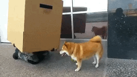 스네이크와 도그 | 인스티즈