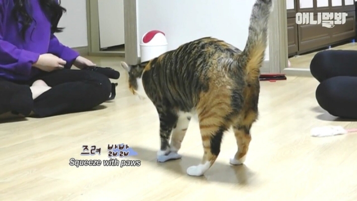 깜짝.....걸레질을 하는 고양이가 있다....?.....JPGIF | 인스티즈