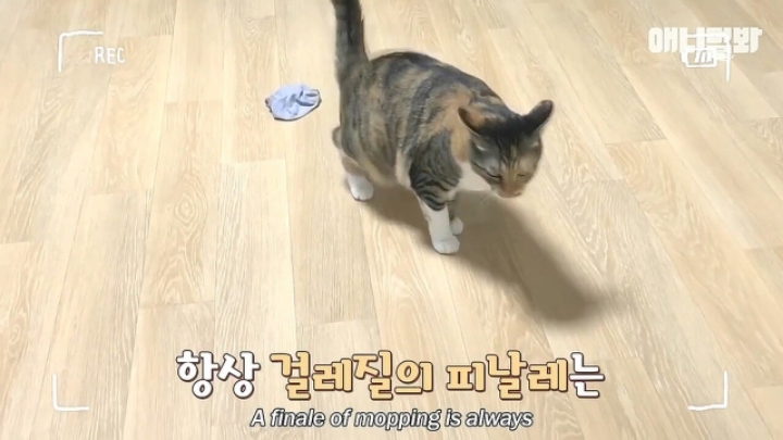 깜짝.....걸레질을 하는 고양이가 있다....?.....JPGIF | 인스티즈