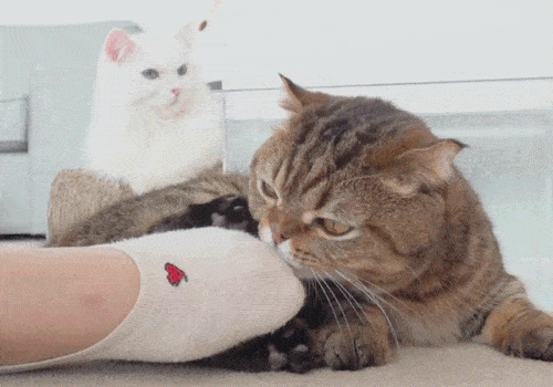 고양이들은 발을 좋아할까? | 인스티즈