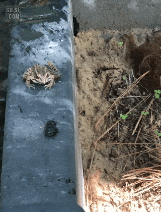 개구리 식사법.gif | 인스티즈