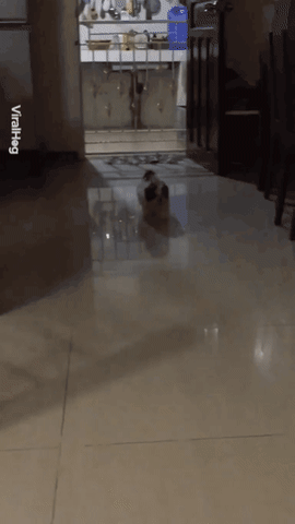 뽈뽈 거리면서 뛰다가 급 귀찮아진 댕댕이.gif | 인스티즈