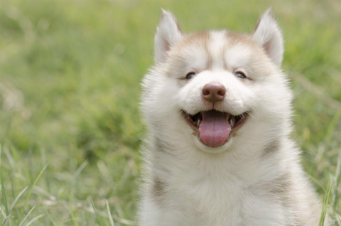 강아지가 강할까요? 고양이가 더 강할까요? | 인스티즈