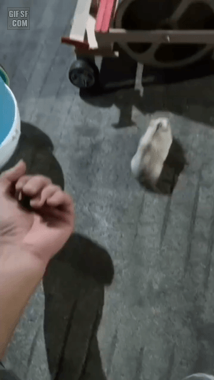 헴스터용 자동차.gif | 인스티즈