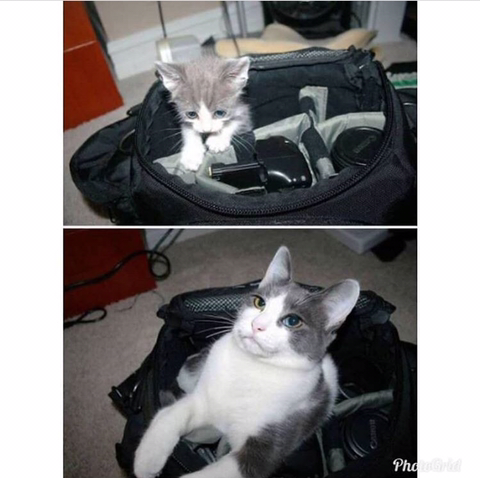 고양이 확대범.jpg | 인스티즈