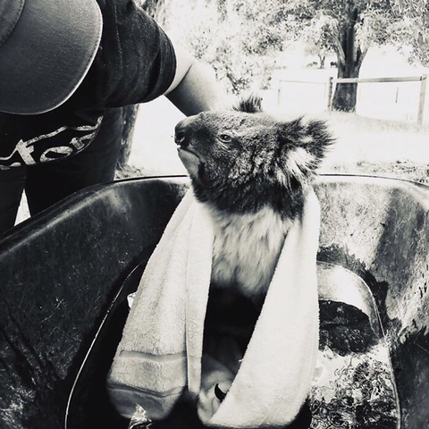 야생동물 구조하는 호주 국민들 ㅠ | 인스티즈