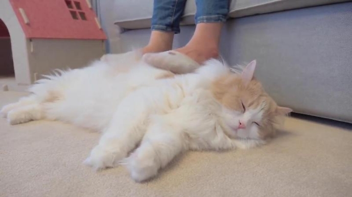 고양이들은 발을 좋아할까? | 인스티즈