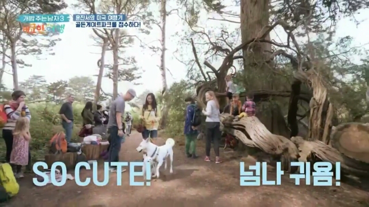 미국여행 간 진돗개의 인기.jpg | 인스티즈