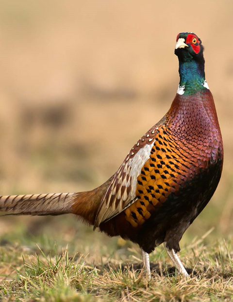 본인이 먹어본 특이한 육류음식은? | 인스티즈