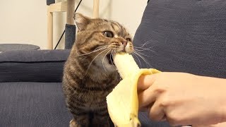 두리안 먹는 고양이 | 인스티즈