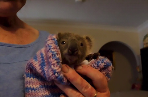 야생동물 구조하는 호주 국민들 ㅠ | 인스티즈