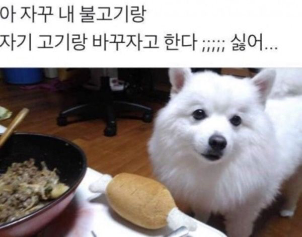 강아지 견성 ㄷㄷ | 인스티즈