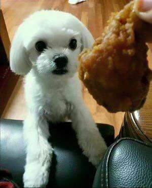 귀여운 강아지들 ㅎㅎ | 인스티즈