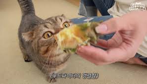 두리안 먹는 고양이 | 인스티즈