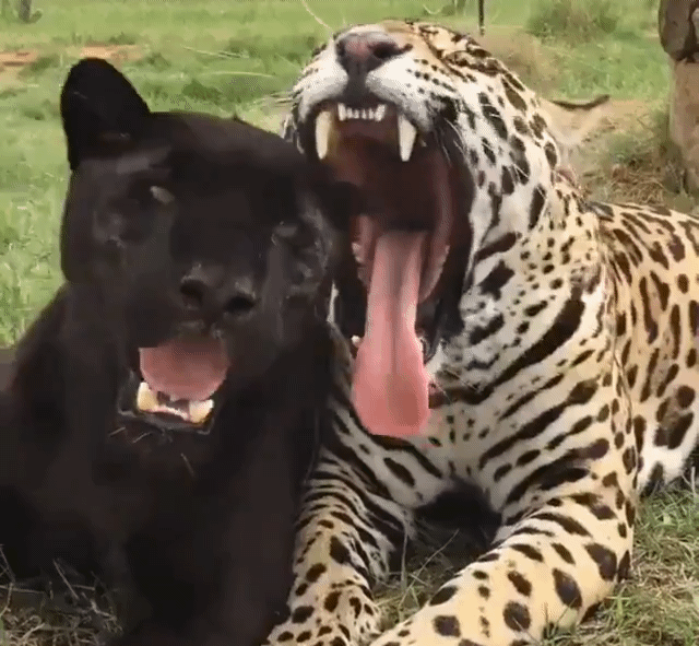 애교?부리는 검냥이.gif | 인스티즈