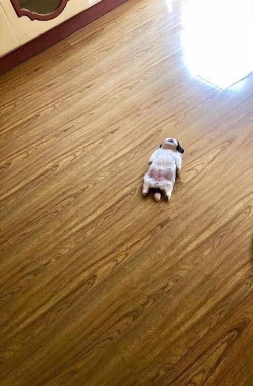 꿀잠 자는 멍멍이.jpg | 인스티즈