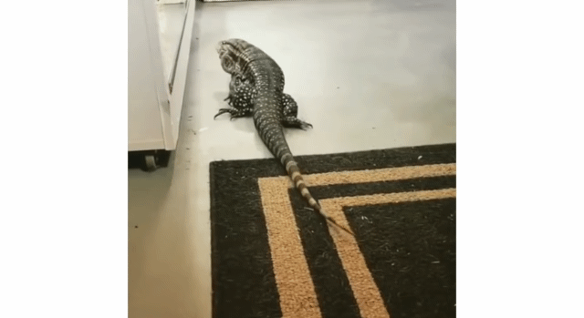 사람들이 잘 모르지만 공놀이를 좋아하는 동물들.gif | 인스티즈