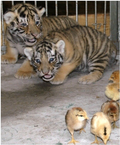 병아리 무서워하는 아기호랑이.jpg | 인스티즈