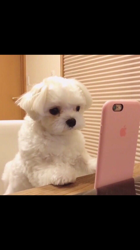 귀여운 강아지들 ㅎㅎ | 인스티즈