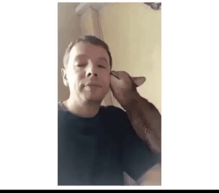 고양이가 애교부리는 이유.GIF | 인스티즈