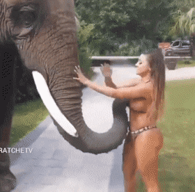 코끼리들의 지능이 뛰어나다는 근거.gif | 인스티즈