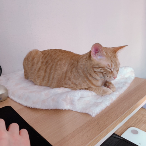 조는 고양이 몰촬 | 인스티즈