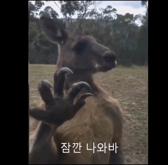 캥거루가 무서운이유.jpg | 인스티즈