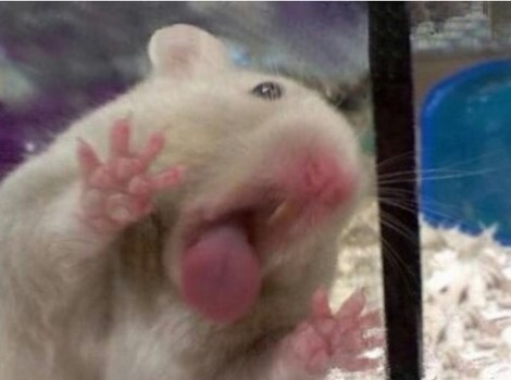 보살맛 츄파춥스님.gif | 인스티즈