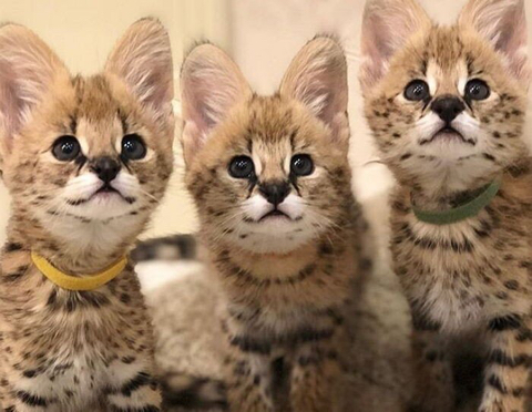 몸매 지리는 고양이 | 인스티즈