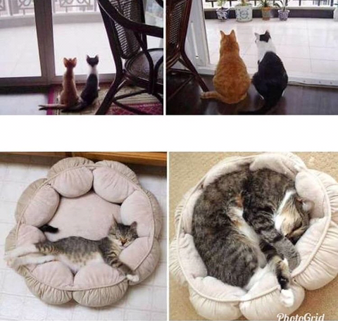 고양이 확대범.jpg | 인스티즈