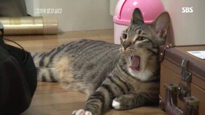 그것이 알고싶다에 나온 고양이 | 인스티즈
