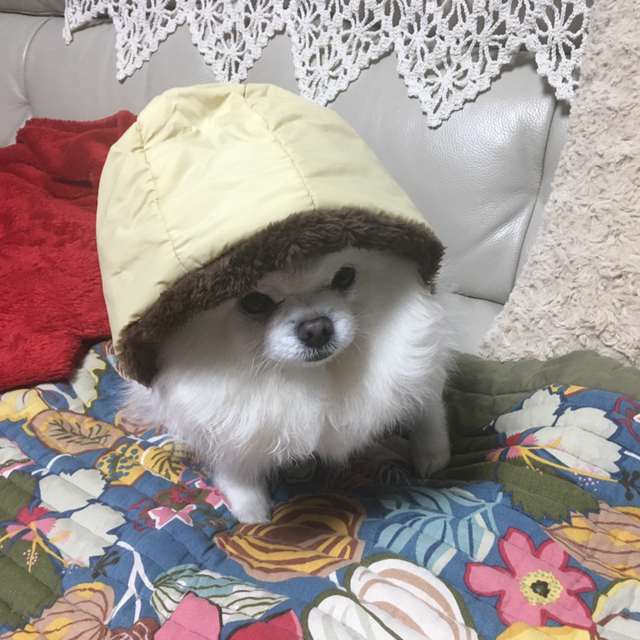 댕댕이 패딩 한 벌 해입혔습니다.jpg | 인스티즈