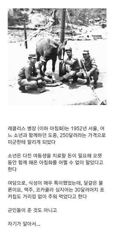 6.25전쟁때 활약한 군마 | 인스티즈