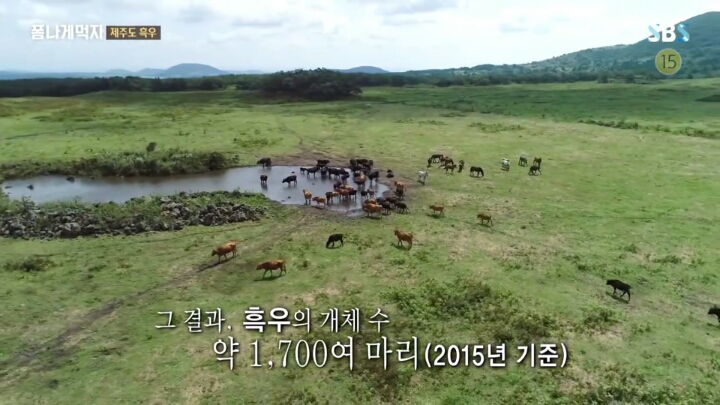 일본이 수탈해간 우리의 흑우.jpg | 인스티즈