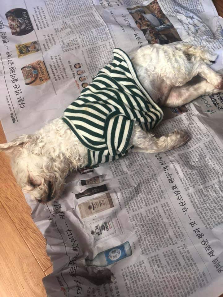 강아지를 죽인 교사 | 인스티즈