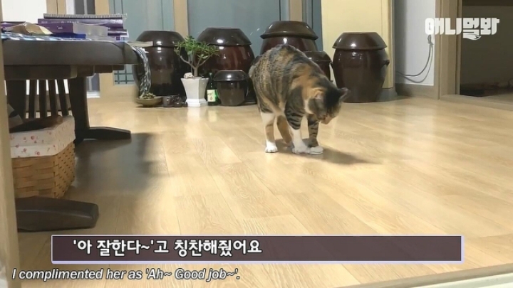 깜짝.....걸레질을 하는 고양이가 있다....?.....JPGIF | 인스티즈